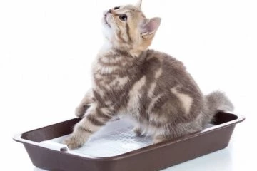 Katzentoilette mit Sieb – Einfach zu säubern und spart Katzenstreu
