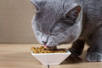 Einfluß des Katzenfutters auf die Verdauung