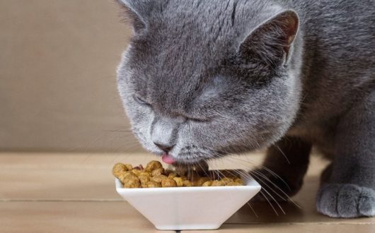 bigstock-British-Blue-cat-eats-cat-food-1844365121