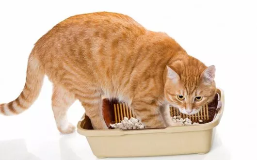 bigstock-Cat-And-Plastic-Toilet-852656871 bigstock-Cat-And-Plastic-Toilet-852656871