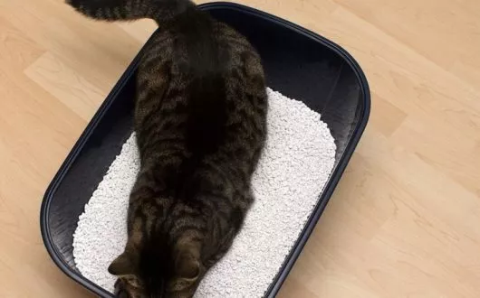 bigstock-Cat-toilet-583815711 bigstock-Cat-toilet-583815711