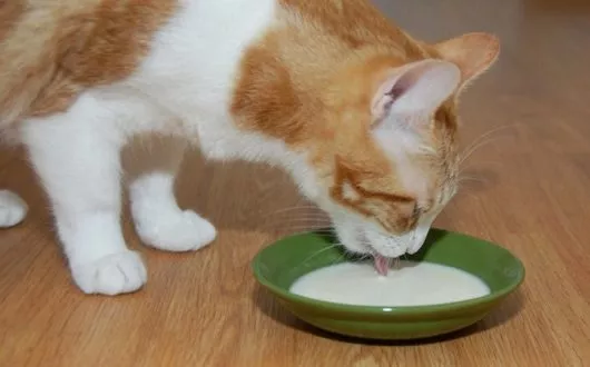bigstock-CatDrinkingMilk-7703301 bigstock-CatDrinkingMilk-7703301