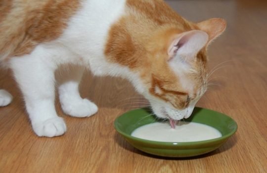 Katzenmilch – Die Alternative zur normalen Milch