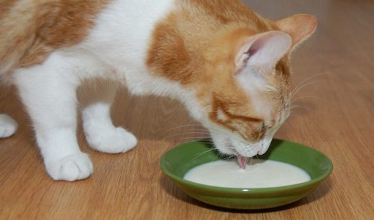 Katzenmilch – Die Alternative zur normalen Milch