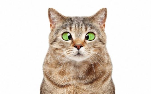 bigstock-Portrait-Of-A-Funny-Cross-eyed-2470889681 bigstock-Portrait-Of-A-Funny-Cross-eyed-2470889681