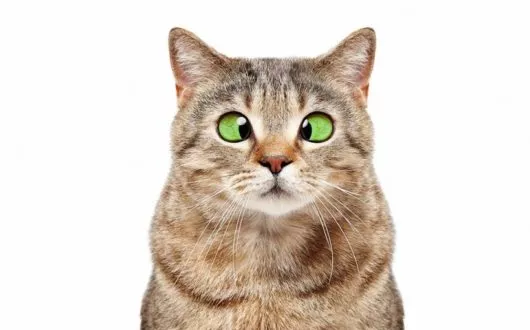 bigstock-Portrait-Of-A-Funny-Cross-eyed-2470889681 bigstock-Portrait-Of-A-Funny-Cross-eyed-2470889681