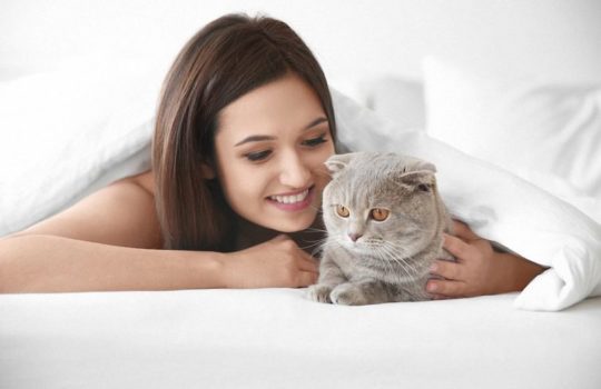 Katze pinkelt häufig ins Bett – Mögliche Ursachen & Lösungen