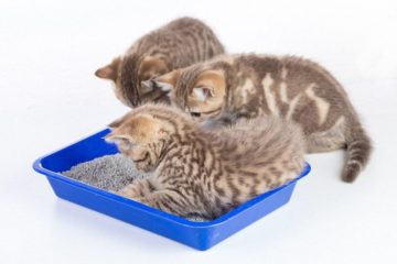 Bio Katzenstreu – Hygienisch und Kompostierbar