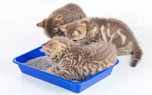 bio-katzenstreu1 bio-katzenstreu1