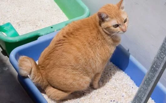 blasenentzuendung-katze1 blasenentzuendung-katze1