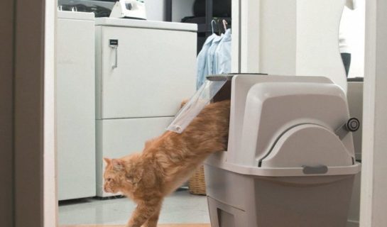 Die selbstreinigende Katzentoilette