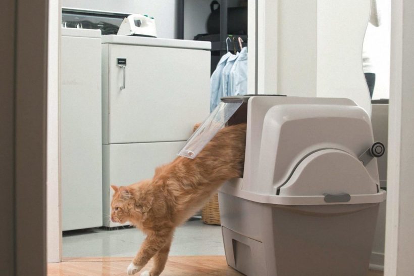 Extra großes Katzenklo für Maine Coon Katzen XL Katze