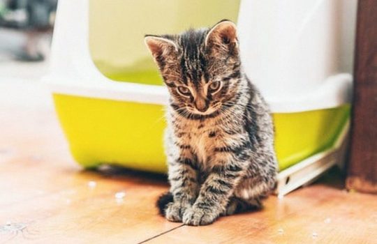 Unsauberkeit Katze – Was kann man dagegen tun?