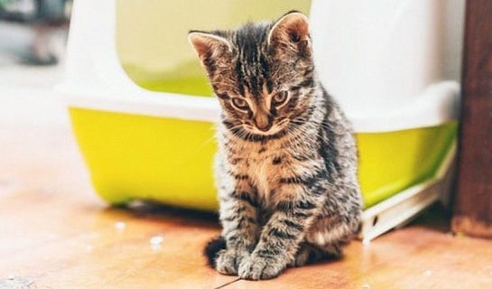 Unsauberkeit Katze – Was kann man dagegen tun?