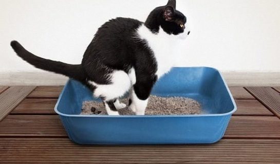 Durchfall bei der Katze – Was tun?
