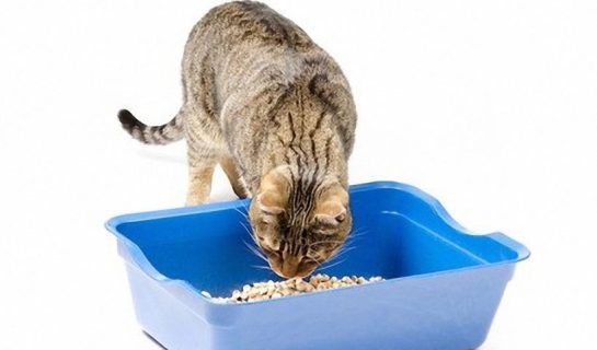 Der richtige Inhalt für die Katzentoilette: Ratgeber Katzenstreu