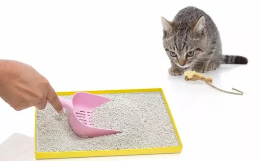 katze-unsauber1 katze-unsauber1