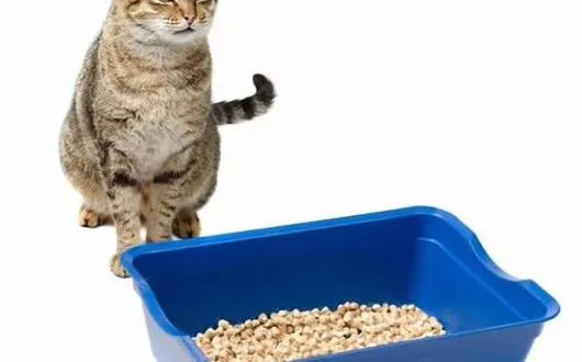 katze-verstopfung1 katze-verstopfung1