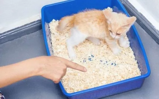 katzen-lernen-aufs-katzenklo-zu-gehen-30416522_s1 katzen-lernen-aufs-katzenklo-zu-gehen-30416522_s1