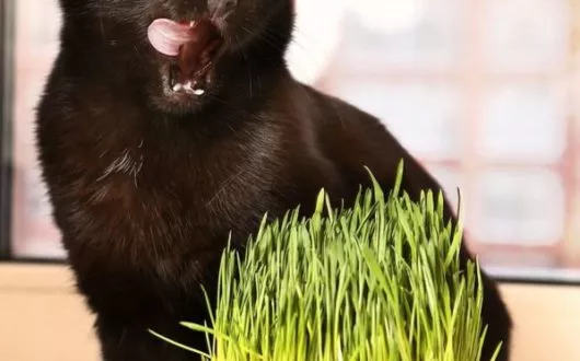 katzengras1 katzengras1