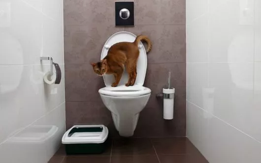 katzentoilette-bad-11