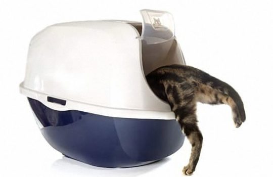 Katzenklo als Schalentoilette oder Haubentoilette