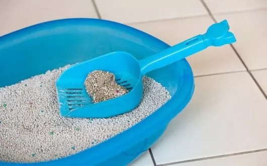 katzentoilette-reinigen1 katzentoilette-reinigen1