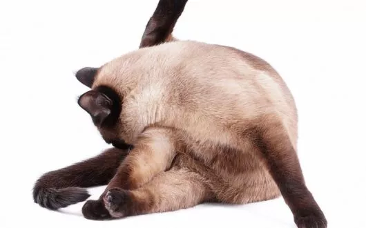 putztrieb-katze1 putztrieb-katze1