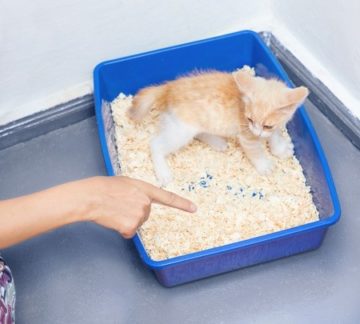 katzen-lernen-aufs-katzenklo-zu-gehen-30416522_s