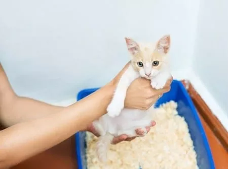 Junge Kätzchen direkt an das Katzenklo und das Katzenstreu gewöhnen - So klappts am besten!