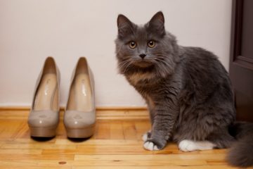 Pinkelt ihre Katze gerne in Schuhe?