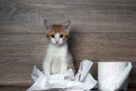 Protestpinkeln Katze - Wenn der Stubentiger plötzlich Unsauber wird