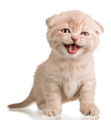 Oft wohlen uns unsere Katzen mit plötzlicher Unsauberkeit einfach nur etwas mitteilen was ihnen nicht mehr passt. Achten Sie deshlab auf alle Veränderungen im Katzenhaushalt als Ursache.