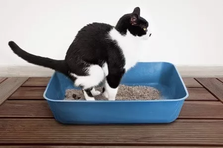 Katze auf Katzenklo mit Durchfall - Was tun?