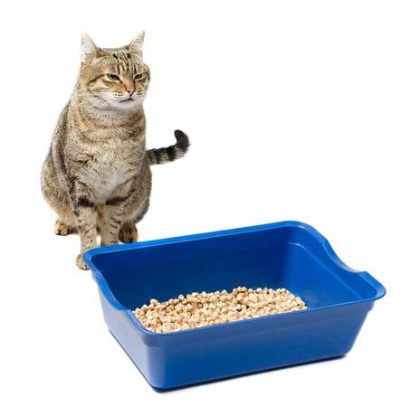 Verstopfung Katze: Hat Ihre Katze mit Verstopfungen zu kämpfen, gibt es verschiedene Möglichkeiten, sie zu behandeln