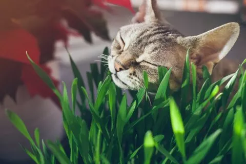 Gras für Katzen