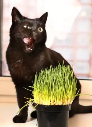 Katze mit Katzengras