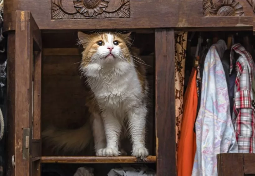 Katzenklo diskret im Schrank versteckt