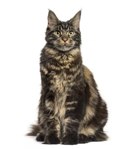 Main Coon Katze