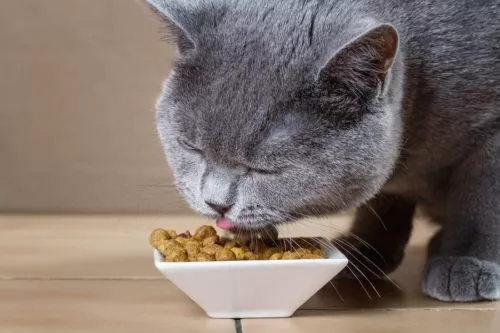 Katzenernährung und der Einfluß auf die Verdauung