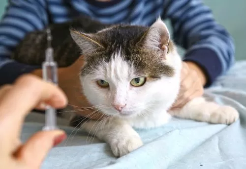 Wurmkur bei Katzen