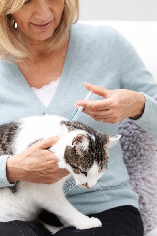 Wo Bekomme Ich Eine Wurmkur Für Katzen Her Wurmkur für Katzen: Entwurmung der Katze - Was beachten?