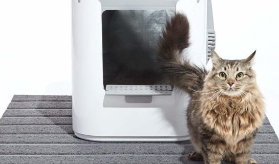 Modkat Katzentoiletten – Innovative Katzenklos für besonders hohe Ansprüche