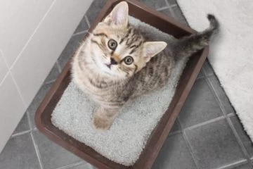 Ratgeber Katzentoilette: Für Katzen das passende Katzenklo