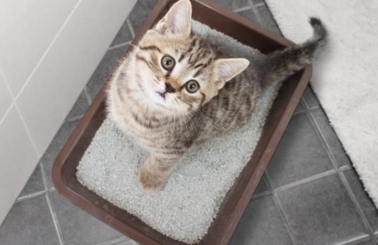 Ratgeber Katzentoilette: Für Katzen das passende Katzenklo
