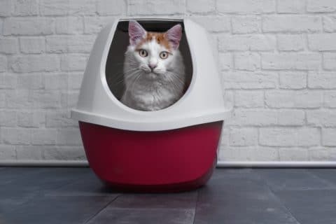 Schalentoilette für Katzen