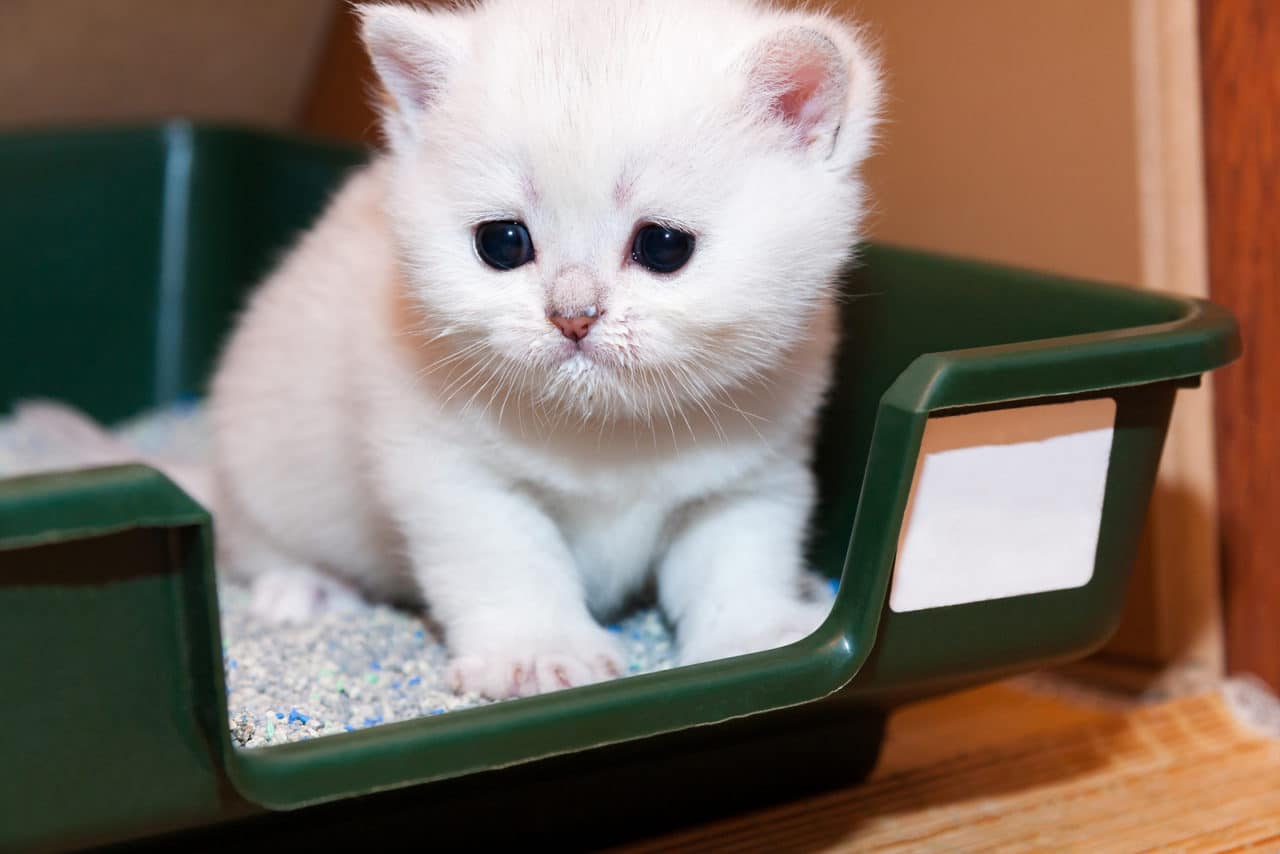 Wie bekomme ich meine Katze stubenrein?