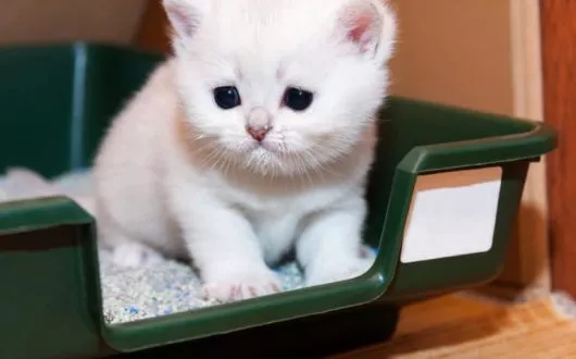 Wie bekomme ich meine Katze stubenrein?