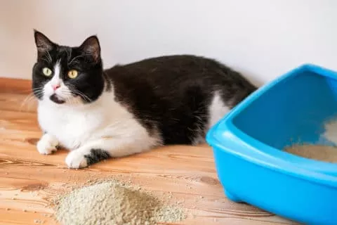 Katzenstreu vor Katzenklo verteilt