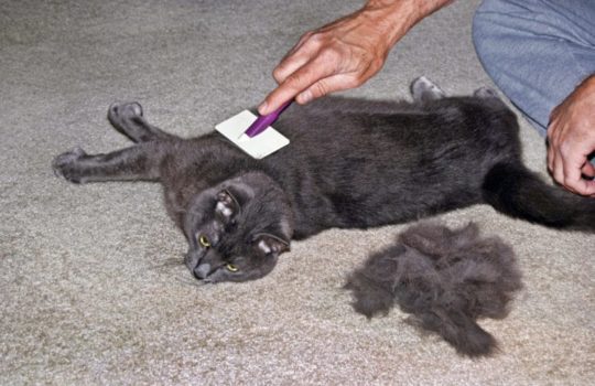 Haarausfall und Fellprobleme bei Katzen – Ursachen